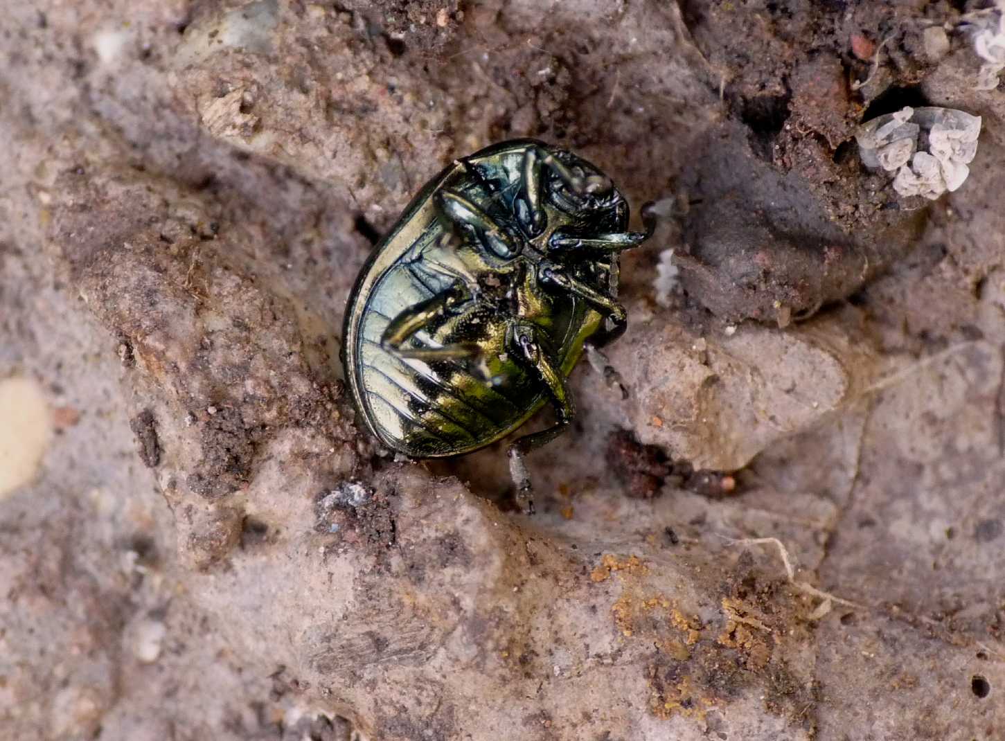 Chrysolina da determinare